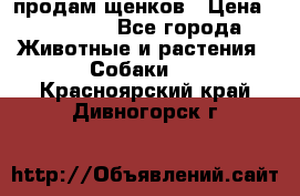 продам щенков › Цена ­ 15 000 - Все города Животные и растения » Собаки   . Красноярский край,Дивногорск г.